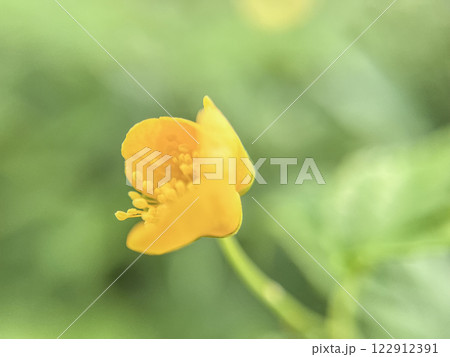ヤマブキの黄色い花のマクロ撮影 122912391