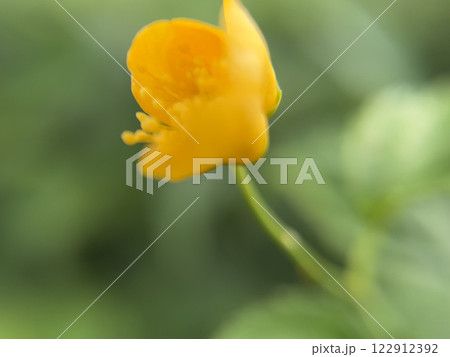 ヤマブキの黄色い花のマクロ撮影 122912392