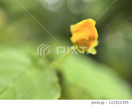 ヤマブキの黄色い花のマクロ撮影 ヤマブキの黄色い花のマクロ撮影 122912395