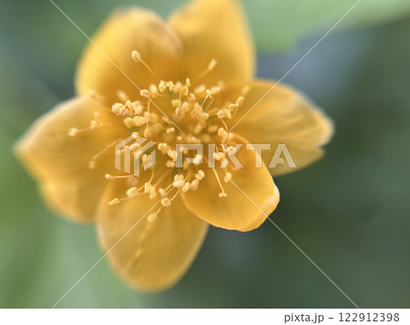 ヤマブキの黄色い花のマクロ撮影 122912398