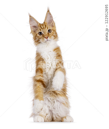 Maine Coon cat kitten on white background 122912695