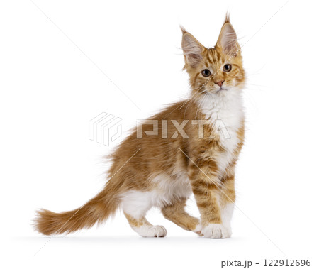 Maine Coon cat kitten on white background 122912696