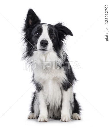 Border Collie dog on white background 122912700