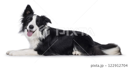 Border Collie dog on white background 122912704