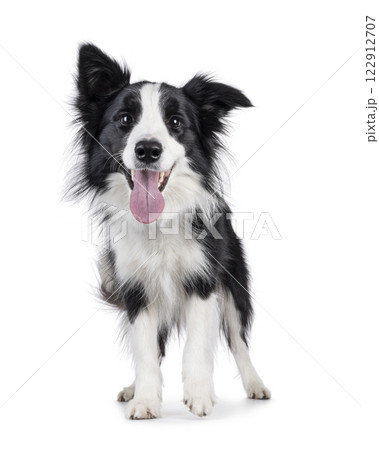 Border Collie dog on white background Border Collie dog on white background 122912707