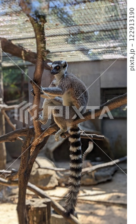動物 動物学 動物園 122913190
