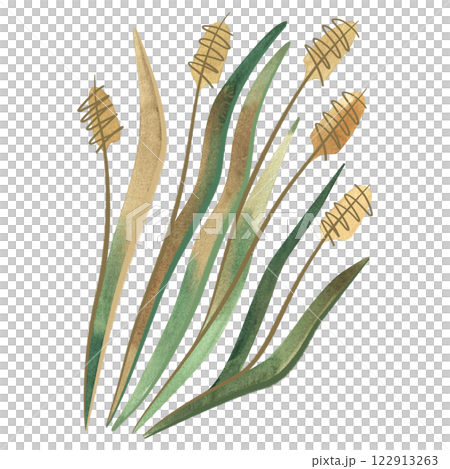 Field grass for cattle feed. Rye grass. Spikelet. Green twig of plant. Watercolor isolated illustration. Field grass for cattle feed. Rye grass. Spikelet. Green twig of plant. Watercolor isolated illustration. 122913263