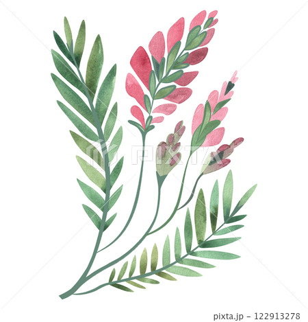 Field grass for cattle feeding. Sainfoin. Green twig with pink flowers. Watercolor isolated illustration. Field grass for cattle feeding. Sainfoin. Green twig with pink flowers. Watercolor isolated illustration. 122913278