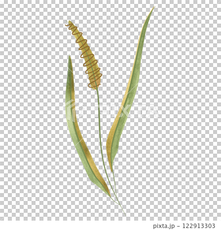 Field grass for cattle feed. Timothy grass. Spikelet. Green branch of plant. Watercolor isolated illustration. 122913303