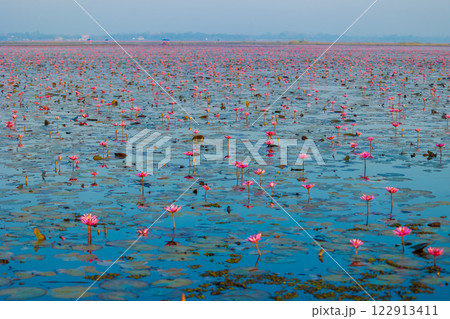 霧に包まれるフラミンゴ 122913411