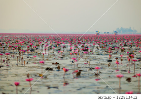 ウドンタニの赤い蓮の花 ウドンタニの赤い蓮の花 122913412