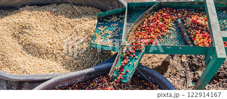 Coffee cherry pulping machine farmer. 122914167