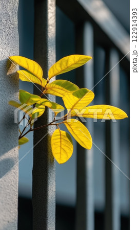 Bright yellow leaves emerging from concrete wall, showcasing nature resilience 122914393