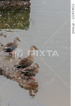 冬の会津紀行 鶴ヶ城 冬の会津紀行 鶴ヶ城 122914612
