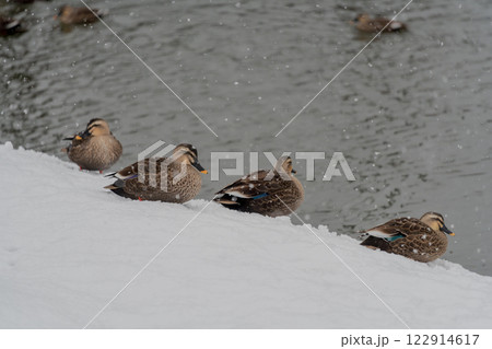 冬の会津紀行　鶴ヶ城 122914617