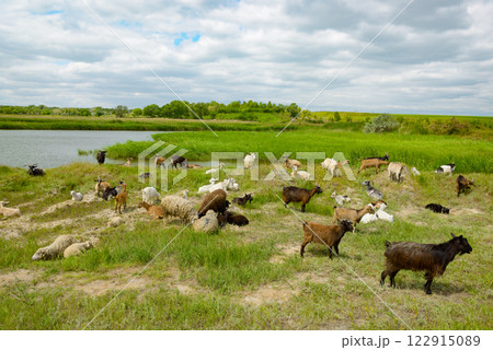 Herd of goats in pasture next to lake. 122915089