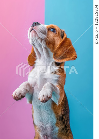 Beagle dog Jumping and playing, studio lighting, isolated on pastel background, stock photographic style 122915834