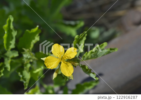 Greater celandine Greater celandine 122916287