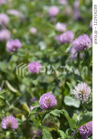 Red clover Red clover 122916289