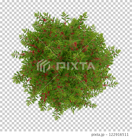 tree top view plant landscape architecture nature garden aerial render. trees branch isolate collection illustration environment green botany urban bush park. tree architecture conifer decorative. 122916511