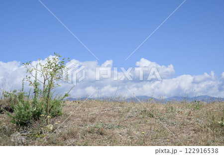 A small green bush grows on rocky ground and against airy white clouds in the blue summer sky. 122916538