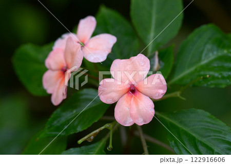 アフリカホウセンカ アフリカホウセンカ 122916606