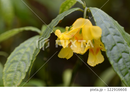 インパチェンス 122916608