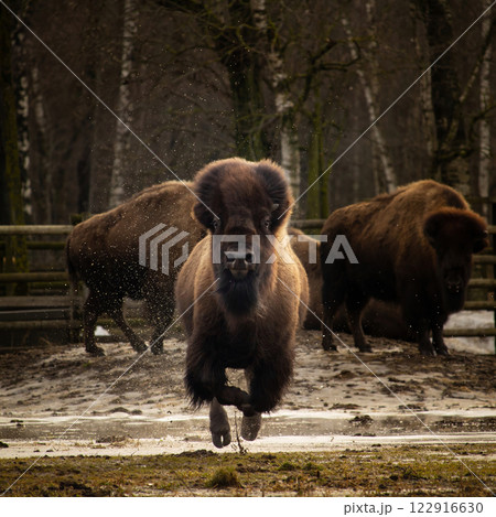 An American Bison Running. 122916630