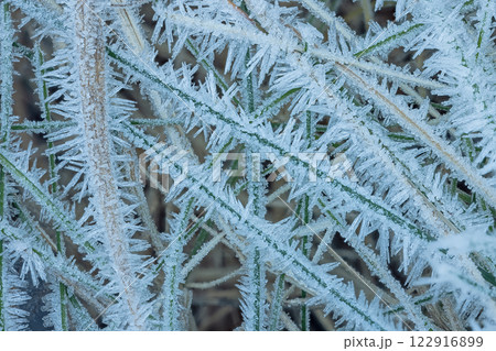 Frost Ice Crystals Formed on Winter Leaves in Nature. Abstract nature Frost Ice Crystals Formed on Winter Leaves in Nature. Abstract nature 122916899