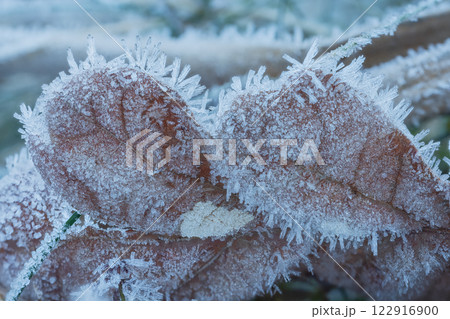 Frost Ice Crystals Formed on Winter Leaves in Nature. Abstract nature 122916900
