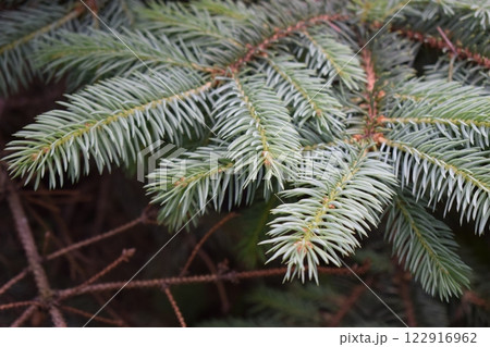 Detailed View of Green Pine Needles 122916962