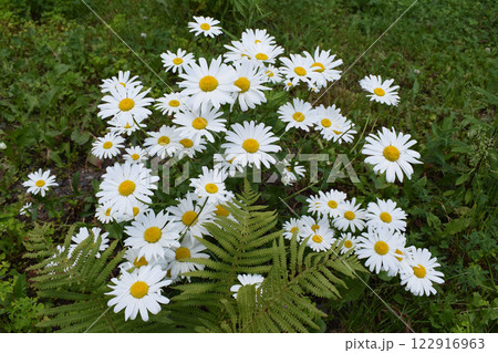 A group of white daisies with yellow centers on a background of green grass. Daisies and Ferns in Green Grass A group of white daisies with yellow centers on a background of green grass. Daisies and Ferns in Green Grass 122916963