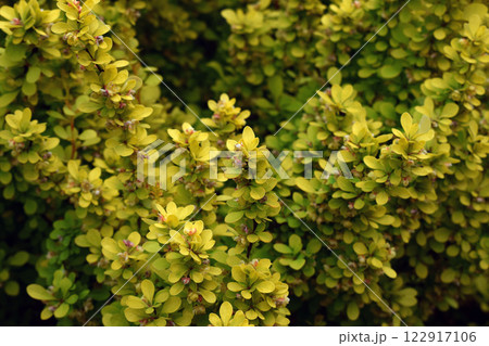 Lush Greenery with Vibrant Leaf Tips Lush Greenery with Vibrant Leaf Tips 122917106