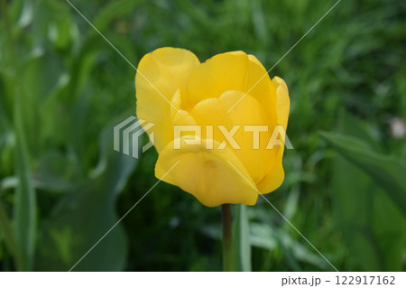 A close-up of a yellow tulip in full bloom against a blurred green background. Blurred Greens Highlighting Yellow Tulip A close-up of a yellow tulip in full bloom against a blurred green background. Blurred Greens Highlighting Yellow Tulip 122917162