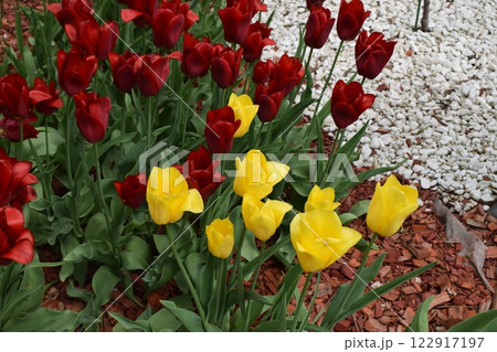 A garden scene featuring vibrant red and yellow tulips surrounded by lush greenery and decorative plants. Stone-Edged Garden Border A garden scene featuring vibrant red and yellow tulips surrounded by lush greenery and decorative plants. Stone-Edged Garden Border 122917197