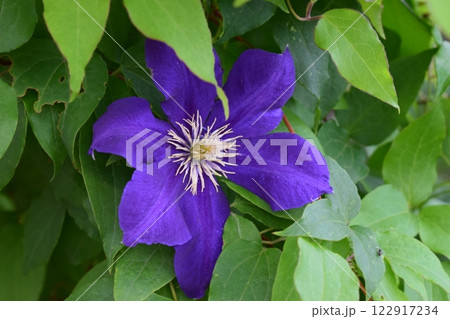 Blue Clematis with Lilac Petals and Yellow Stamens 122917234