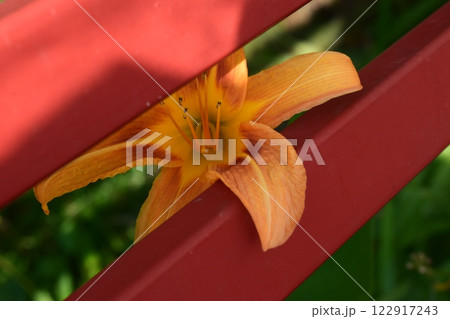 Vibrant Orange Lily Growing Through Red Fence 122917243