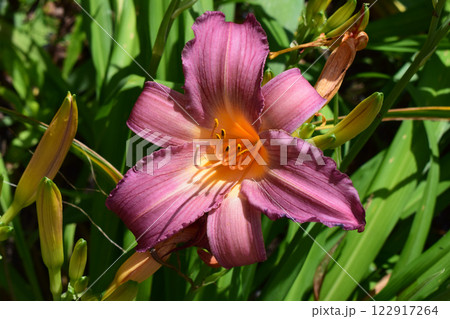 Pink Lilies with Yellow Centers in Garden 122917264