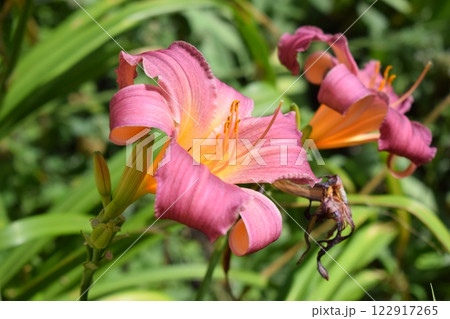 Close-Up of Two Blooming Pink Lilies Close-Up of Two Blooming Pink Lilies 122917265