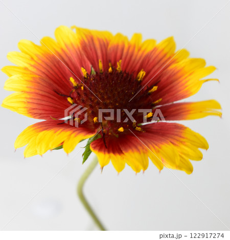 A Gaillardia flower with vibrant colors, predominantly pink, yellow and dark red. A Gaillardia flower with vibrant colors, predominantly pink, yellow and dark red. 122917274