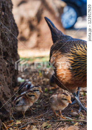 A hen with brown and golden feathers forages with striped chicks on the ground. Dry leaves, small rocks, and a large rock are visible in an outdoor setting. A hen with brown and golden feathers forages with striped chicks on the ground. Dry leaves, small rocks, and a large rock are visible in an outdoor setting. 122917620