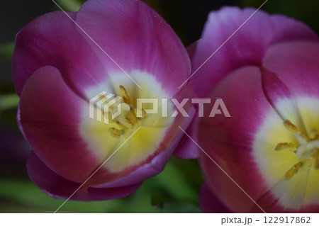 A macro photograph of the interior of a flower, a tulip. Purple-Hued Tulip Interior A macro photograph of the interior of a flower, a tulip. Purple-Hued Tulip Interior 122917862
