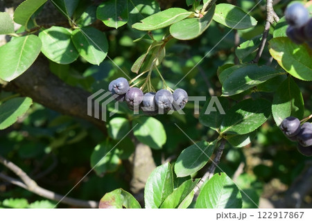 Dark Purple Berries Hanging in Garden Setting Dark Purple Berries Hanging in Garden Setting 122917867