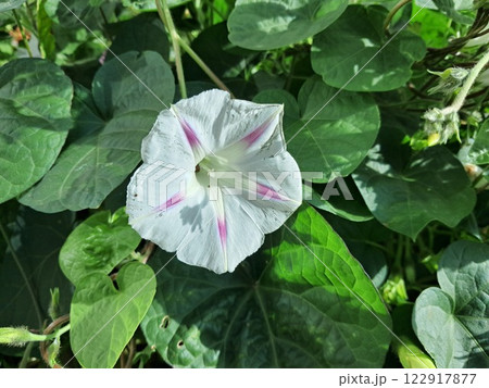 Close-Up of White Hypomeia with Pink Streaks 122917877