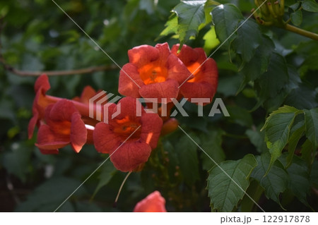 Close-Up of Vibrant Orange Campsis Flowers 122917878