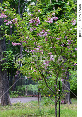 A natural landscape with trees in bloom. Pink Flowers on Green Lawn Path 122917880