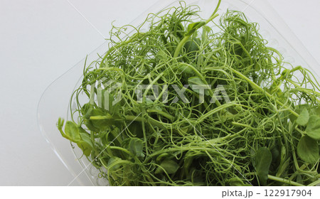 Young pea shoots of microgreens cut and placed in a transparent container on white background closeup view Young pea shoots of microgreens cut and placed in a transparent container on white background closeup view 122917904