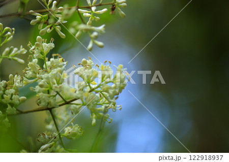 初夏の森に咲く白いネズミモチの花 初夏の森に咲く白いネズミモチの花 122918937