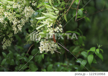 初夏の森に咲く白いネズミモチの花 初夏の森に咲く白いネズミモチの花 122918968