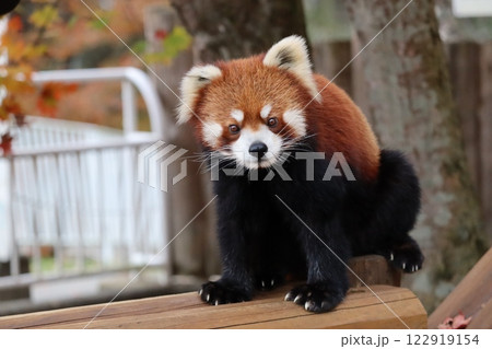 レッサーパンダ レッサーパンダ 122919154